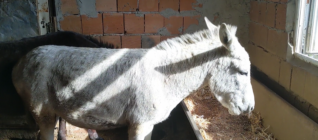 Donkey farm illustrating benefits of donkey milk soap.