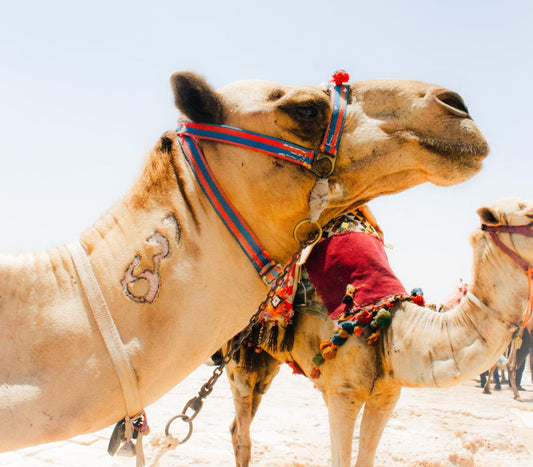 Pictures of camels to showcase where camel milk soap comes from. 