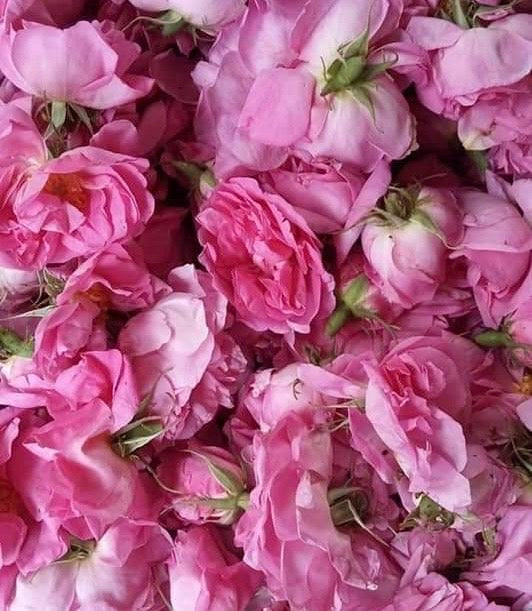 Blooming Beauty: Unveiling the Radiance of Damascus Rose in Skincare